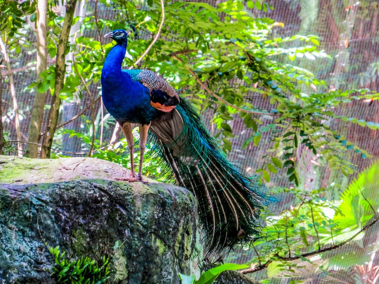 Shore excursion image of Fauna in Kuala Lumpur City